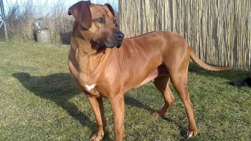 Štěňata Rhodéského ridgebacka