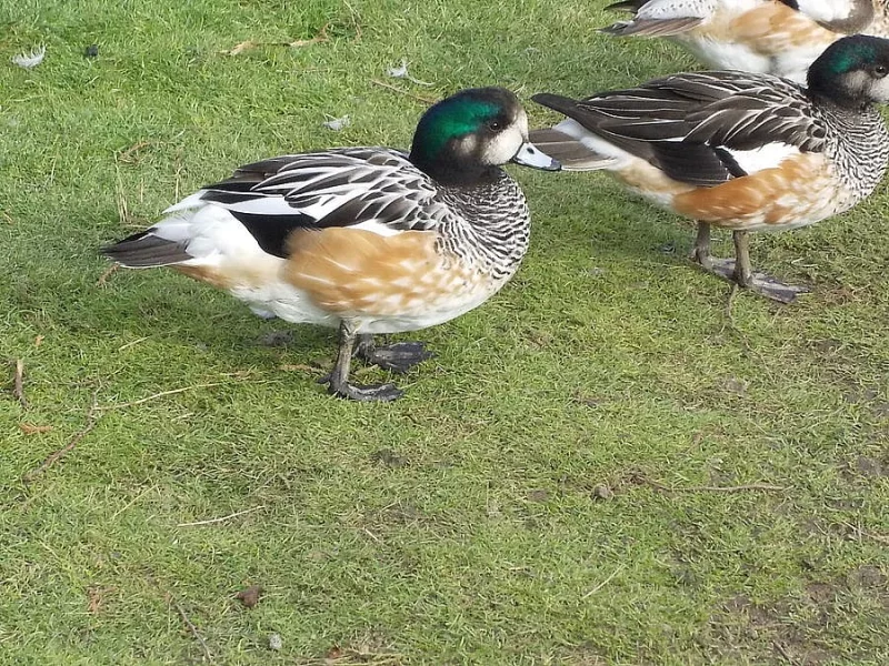 Hvízdák stejnobarvý - nepříbuzný pár