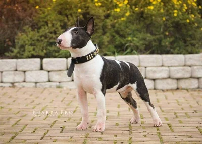 Miniaturní bullterrier