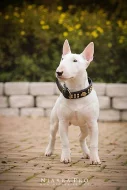 Miniaturní bullterrier