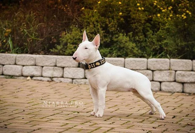 Miniaturní bullterrier