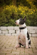 Miniaturní bullterrier