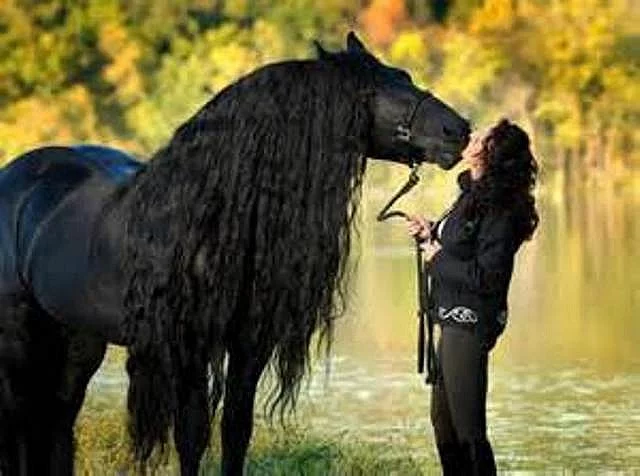 Horse and Home - jezdecký sortiment pro koně a psi