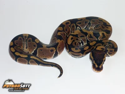 Python regius ( Krajta královská ) - odchov 2014
