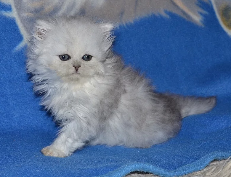 Perské koťátko s PP,stříbrnou činčilu