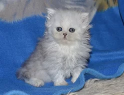 Perské koťátko s PP,stříbrnou činčilu