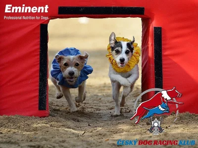 MIKULÁŠSKÝ HOBBY ZÁVOD - DOG RACING