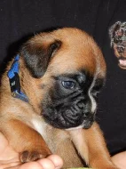 Německý boxer - štěňata s průkazem původu