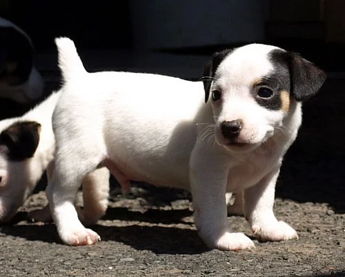 jack russell terier
