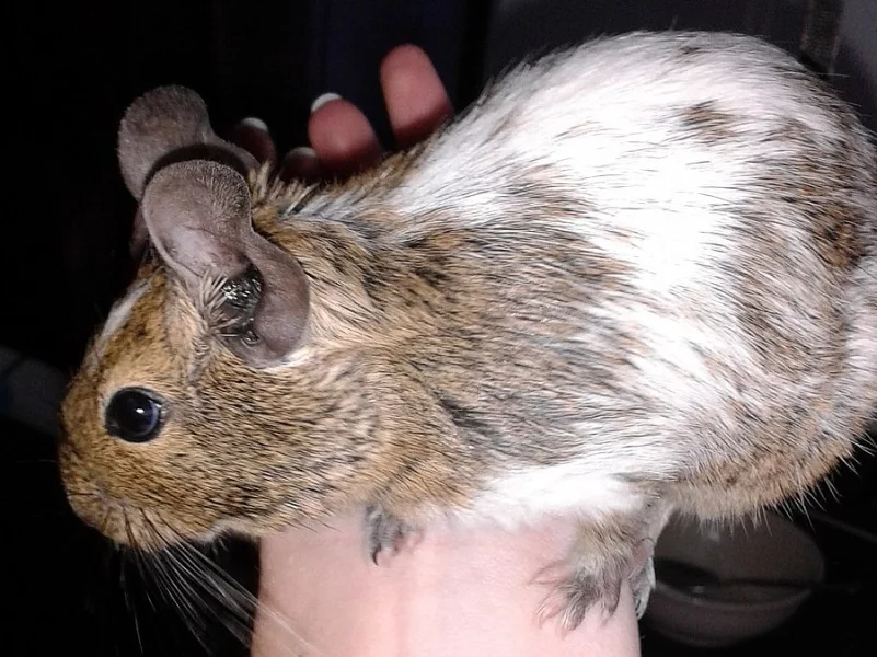 Dvě samičky osmáka degu
