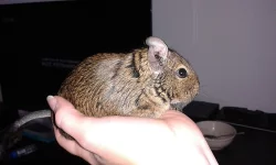 Dvě samičky osmáka degu