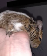 Dvě samičky osmáka degu