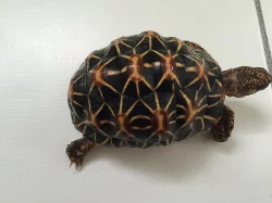 želva hvězdnatá (geochelone elegans) - 2,5 roku