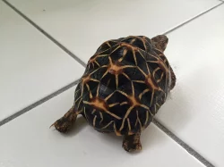 želva hvězdnatá (geochelone elegans) - 2,5 roku