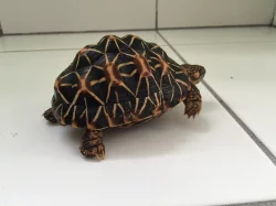 želva hvězdnatá (geochelone elegans) - 2,5 roku
