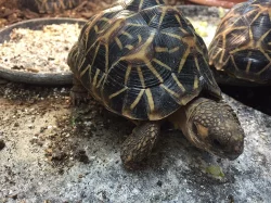želva hvězdnatá (geochelone elegans) - 2,5 roku