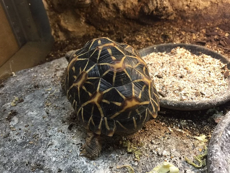 želva hvězdnatá (geochelone elegans) - 2,5 roku