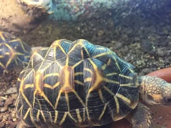 želva hvězdnatá (geochelone elegans) - 2,5 roku