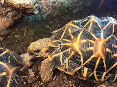 želva hvězdnatá (geochelone elegans) - 2,5 roku