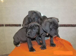 cane corso štěnátka