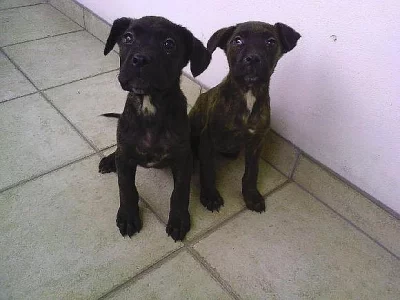 cane corso štěnátka