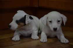 jack russell terier