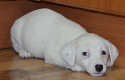 jack russell terier