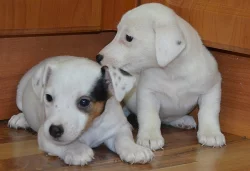 jack russell terier