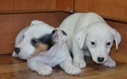 jack russell terier