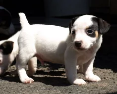 jack russell terier