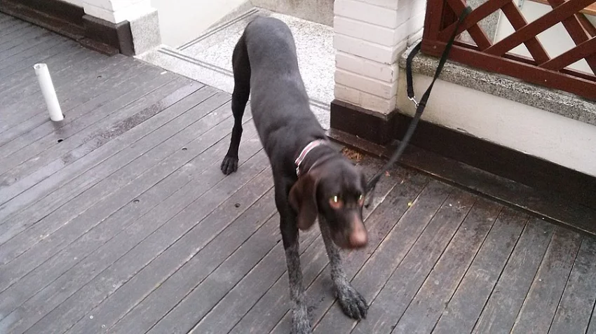 Český fousek s PP, štěně, Brno