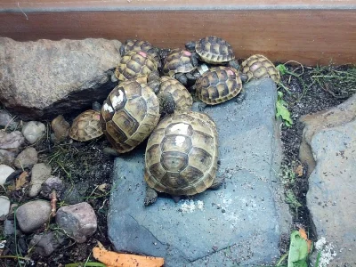 Mláďata želv