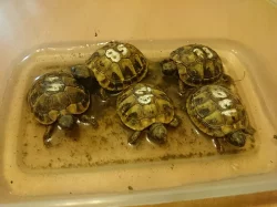 Mláďata želv