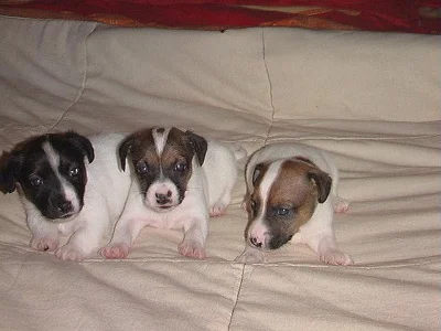 Jack Russel Terier