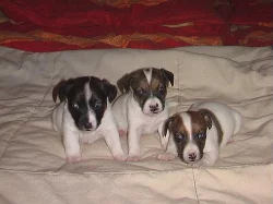 Jack Russel Terier