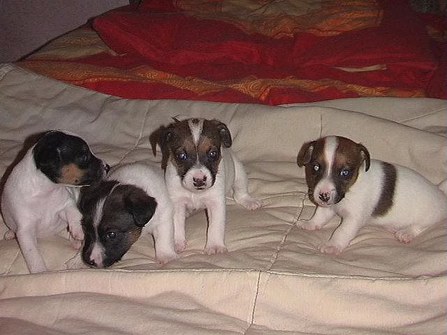 Jack Russel Terier
