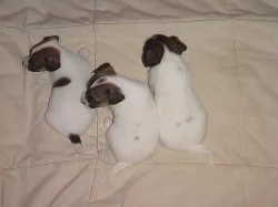 Jack Russel Terier