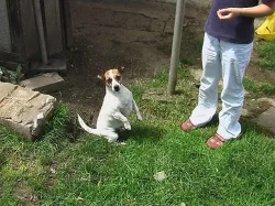 Jack Russel Terier