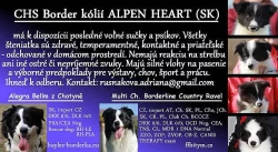 Border collie s PP