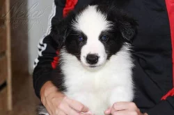 Border collie s PP