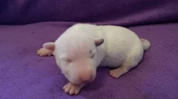 Miniaturní bullterier s PP
