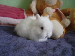 Teddy králíčci