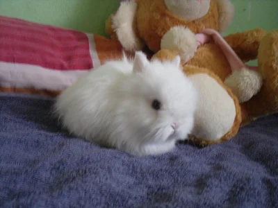 Teddy králíčci