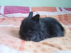 Teddy králíčci