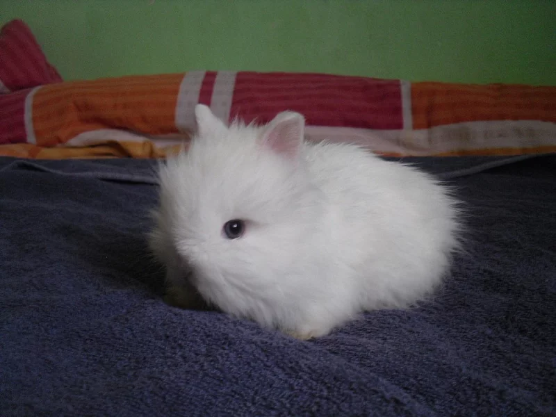 Teddy králíčci