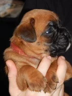 německý boxer