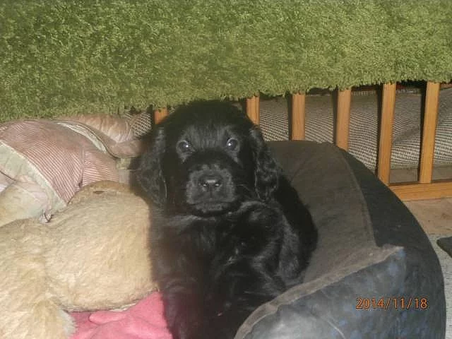 Flat coated retriever s PP