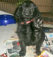 Flat coated retriever s PP
