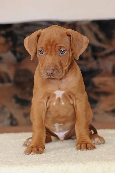 Rhodéský ridgeback - štěňata s PP