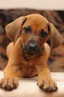 Rhodéský ridgeback - štěňata s PP